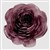 Purple Rose
